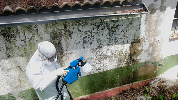 Trusted Mold Remediation service in White Post, VA - Cheap Mold Removal